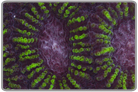 Purple and Green Favia Brain Coral